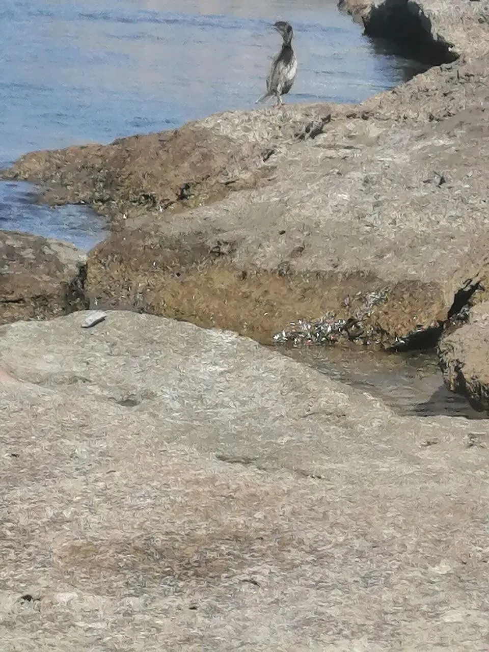Небольшая птица на каменистом берегу у кромки моря